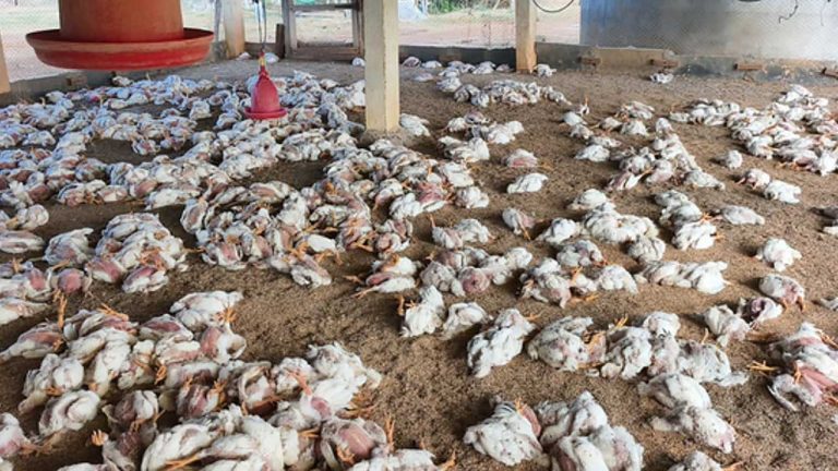 Bird Flu: చికెన్ మేళాకు అనుహ్య స్పందన.. ఎగబడిన నాన్ వెజ్ ప్రియులు!