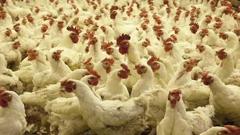 Bird Flu : నిజామాబాద్‌లో బర్డ్‌ ఫ్లూ కలకలం..