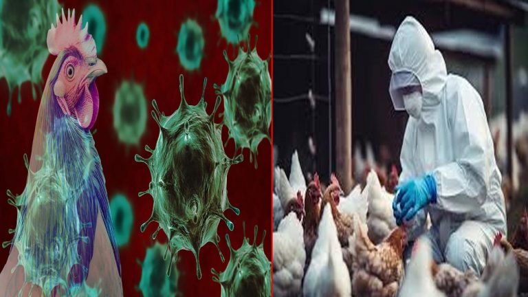 Bird Flu: తూర్పుగోదావరి జిల్లాలో బర్డ్ ఫ్లూ కలకలం.. చికెన్ తినొద్దని అధికారుల హెచ్చరిక