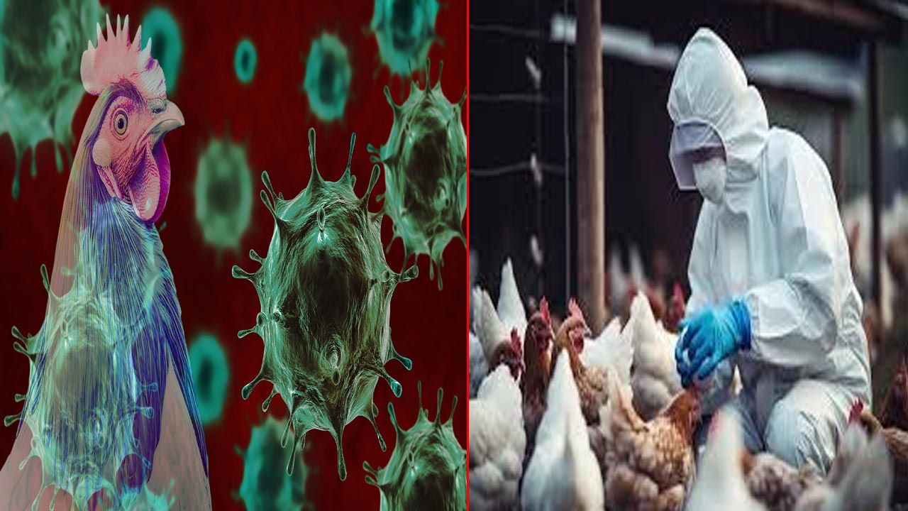 Bird Flu: తూర్పుగోదావరి జిల్లాలో బర్డ్ ఫ్లూ కలకలం.. చికెన్ తినొద్దని అధికారుల హెచ్చరిక