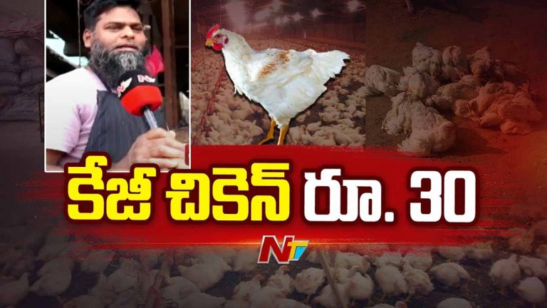 Bird Flu Effect: చికెన్ ప్రియులకు పండగే.. కిలో రూ. 30 మాత్రమే!
