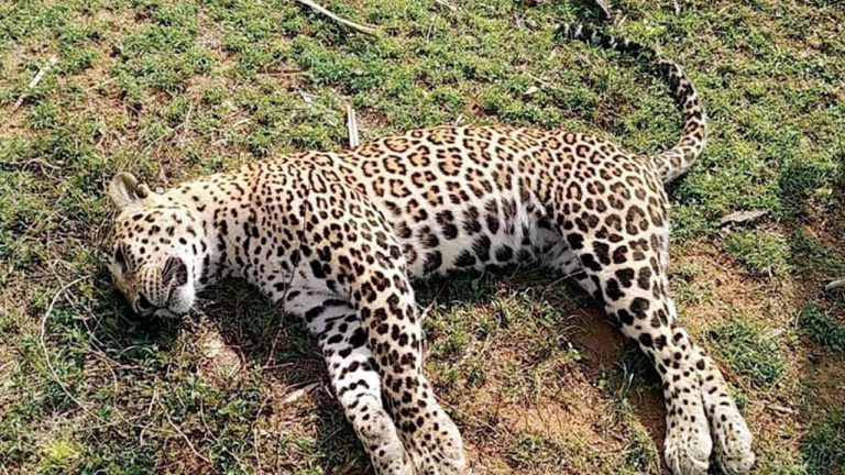 Leopard Dies: ప్రకాశం జిల్లాలో వేటగాళ్ల ఉచ్చులో పడి చిరుత మృతి.. కొనసాగుతున్న దర్యాప్తు..