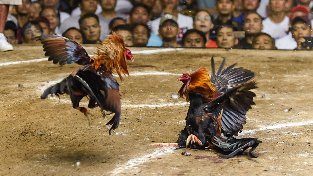 Moinabad Farmhouse : జడ్జి సమక్షంలో పందెం కోళ్లు వేలం.. రూ.2.50 లక్షలు పలికిన పది కోళ్లు