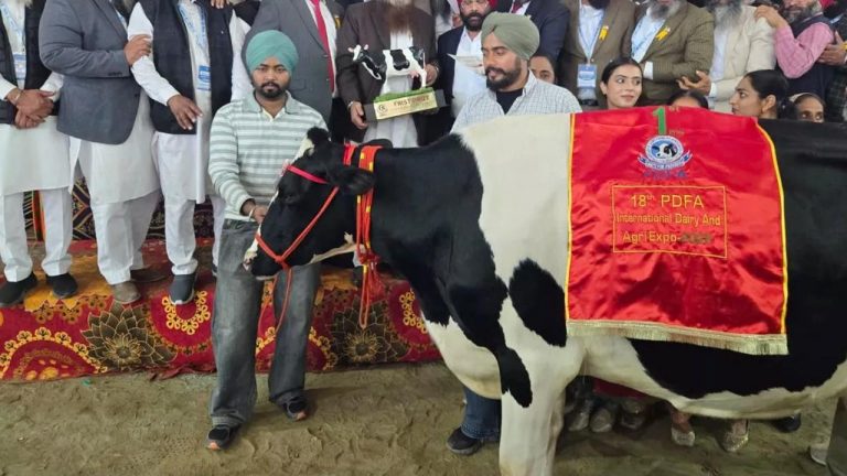 Cow Milk: ఇలాంటి ఆవు ఒక్కటి ఉంటే చాలు లాభాలే లాభాలు.. ఒక్కరోజులోనే 82 లీటర్ల పాలిచ్చిన ఆవు!