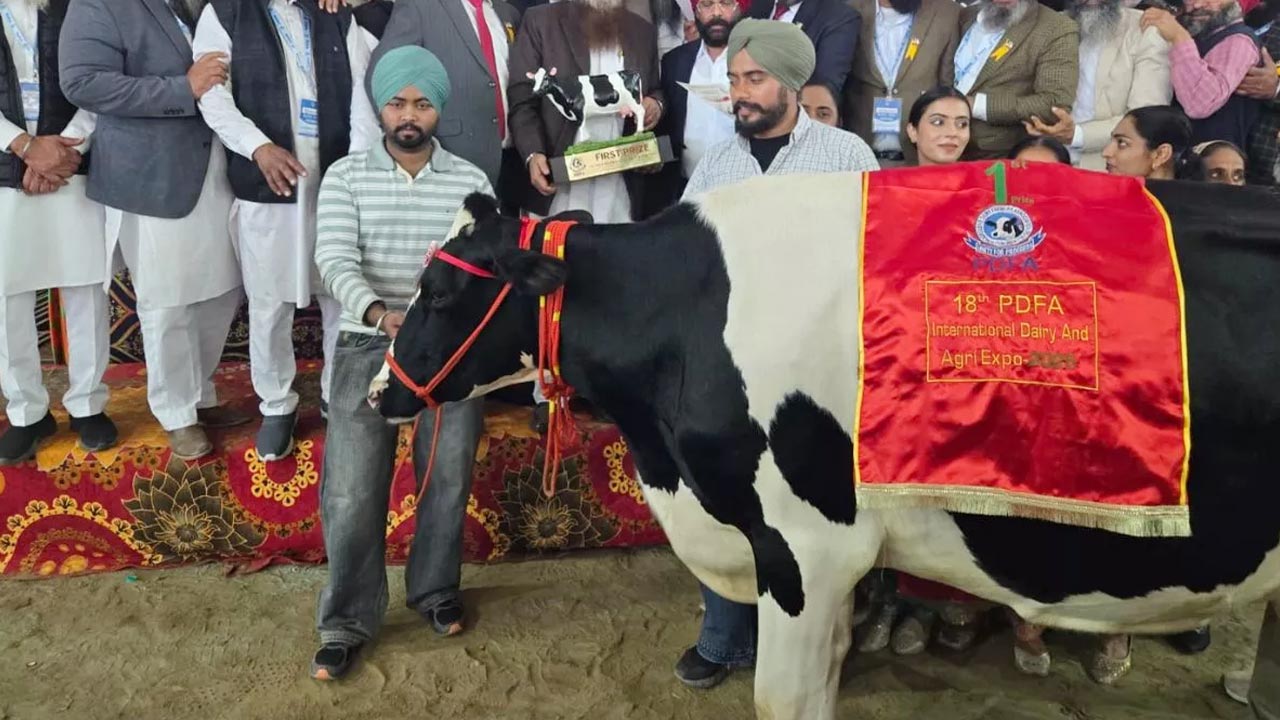 Cow Milk: ఇలాంటి ఆవు ఒక్కటి ఉంటే చాలు లాభాలే లాభాలు.. ఒక్కరోజులోనే 82 లీటర్ల పాలిచ్చిన ఆవు!