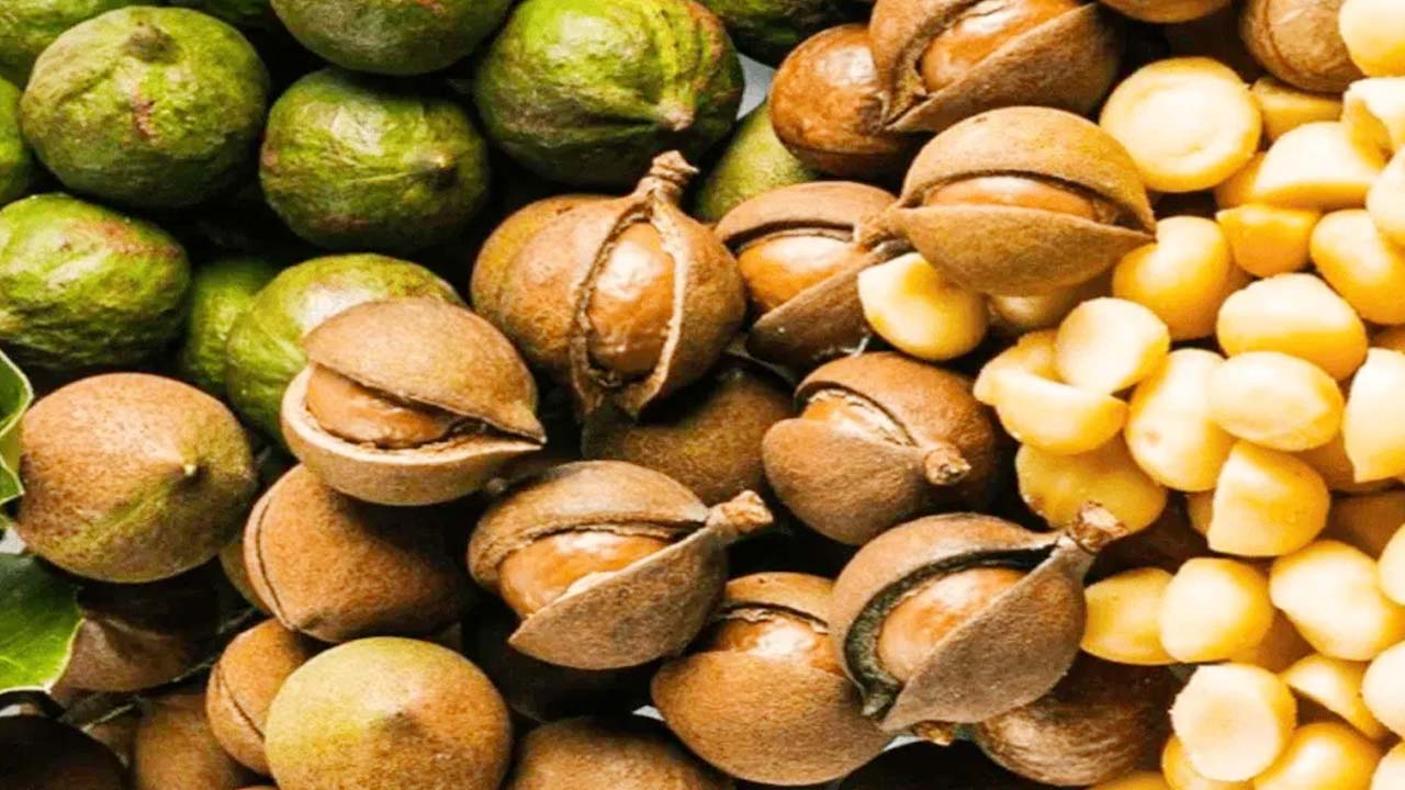 Health Tips: మకాడమియా నట్స్ తిన్నారా..? లేకుంటే బోలెడన్నీ ప్రయోజనాలు మిస్ అయినట్లే