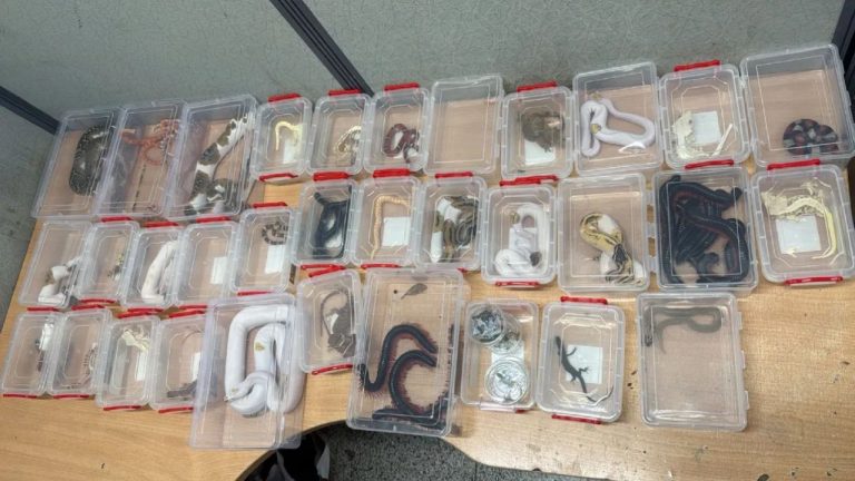 Wildlife Trafficking: విమానాశ్రయంలో పాముల కలకలం.. ముగ్గురు అరెస్ట్!