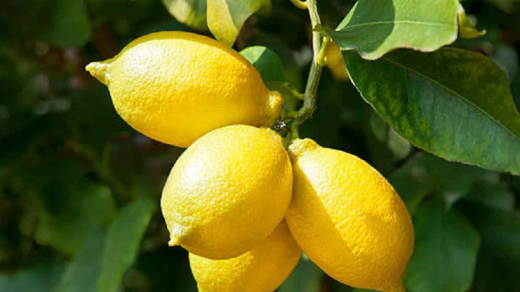 Temple Lemon Sold At Auction