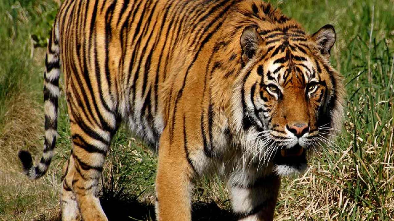 Bhupalapally: ప్రతాపగిరి అడవుల్లో పెద్దపులి సంచారం.. భయాందోళనలో ప్రజలు