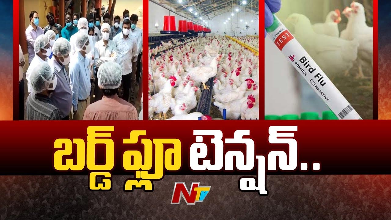 Medak: మెదక్ జిల్లాలో భారీ సంఖ్యలో నాటు కోళ్లు మృతి..