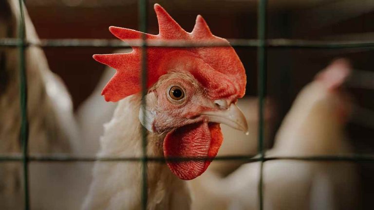 Bird flu: ఏపీలో 8 ప్రాంతాల్లో బర్డ్ ఫ్లూ వ్యాప్తి.. సంచలన రిపోర్ట్..
