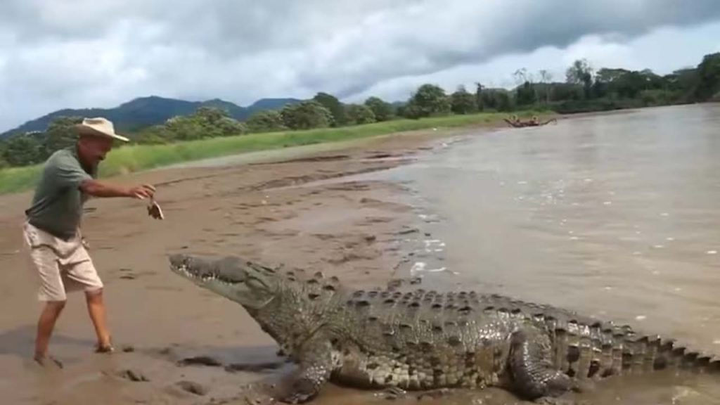 Crocodile