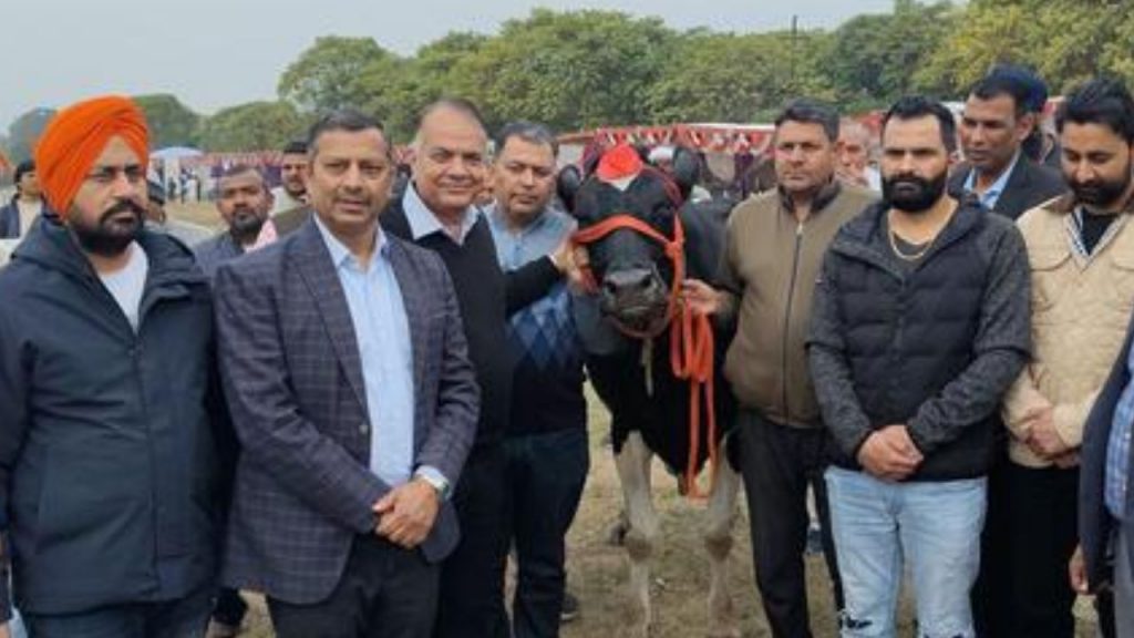 Haryana Cow