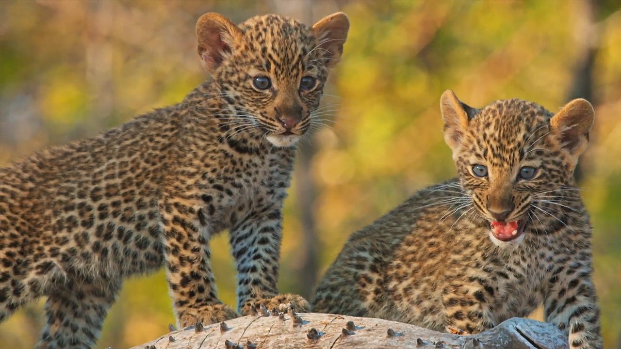 Leopard cubs spotted in Tandoor..