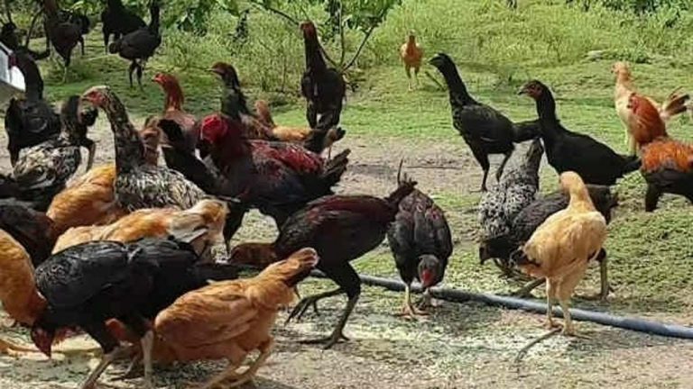 Mahabubabad: అమానుషం.. పక్కింటి కోళ్లు ఇంట్లోకి వచ్చాయని ఓ వ్యక్తి రెండు కాళ్లు నరికివేత