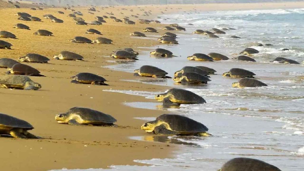 Olive Ridley Turtles