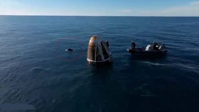 Sunita Williams: సునీతాకు వెల్‌కమ్ చెప్పిన డాల్ఫిన్లు.. వీడియో వైరల్