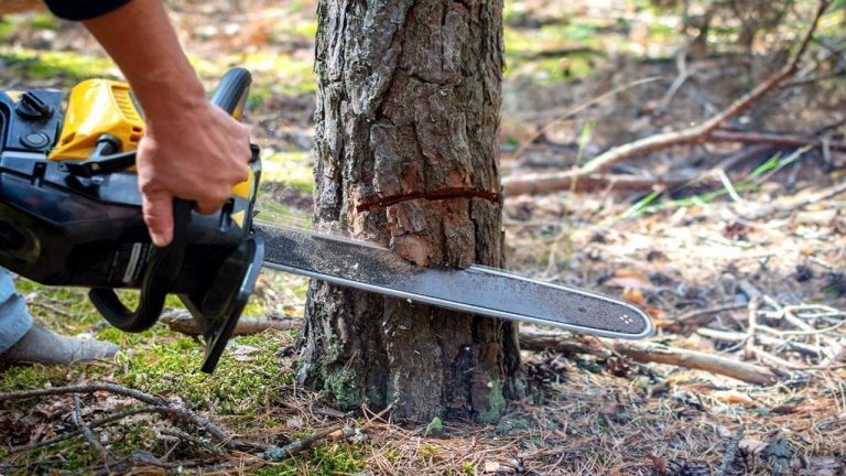 Supreme Court: పెద్ద ఎత్తన చెట్లు నరికి వేత.. ఒక్కో చెట్టుకు రూ.లక్ష జరిమానా!