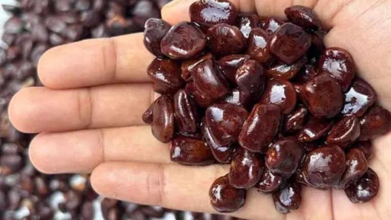 Tamarind Seeds: చింతగింజల గురించి తెలిస్తే ఇకపై ఒక్కటి కూడా పడేయకుండా భద్రపరుస్తారంతే!