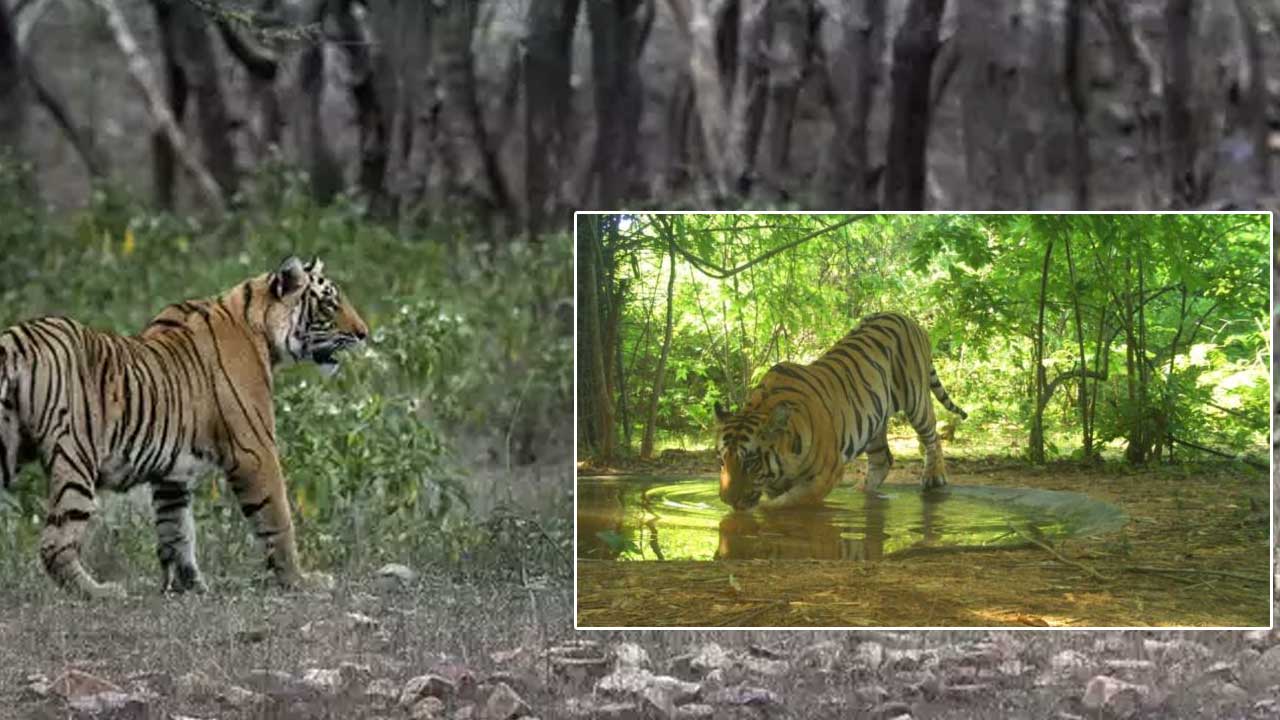 Tiger Census: లంకమల అభయారణ్యంలో పులుల గణన..
