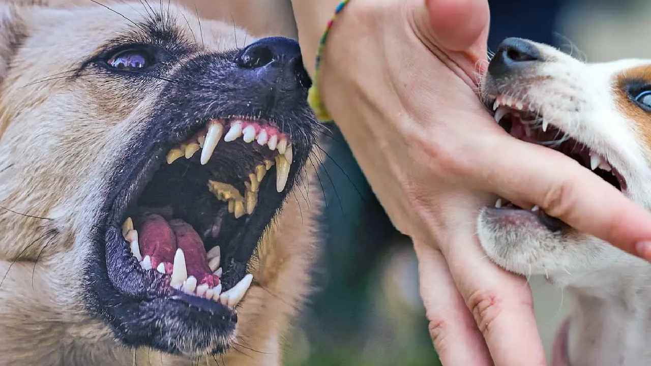 Rabies deaths on the rise in India, four die every month from dog bites