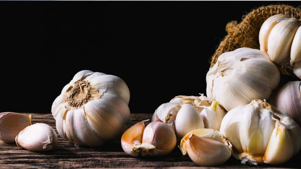 Garlic