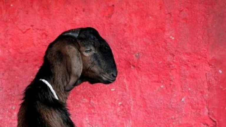 Man Rapes Goat : మేకపై అత్యాచారానికి పాల్పడ్డ కామాంధుడు.. అడ్డుకున్న వాళ్లపై దాడి..