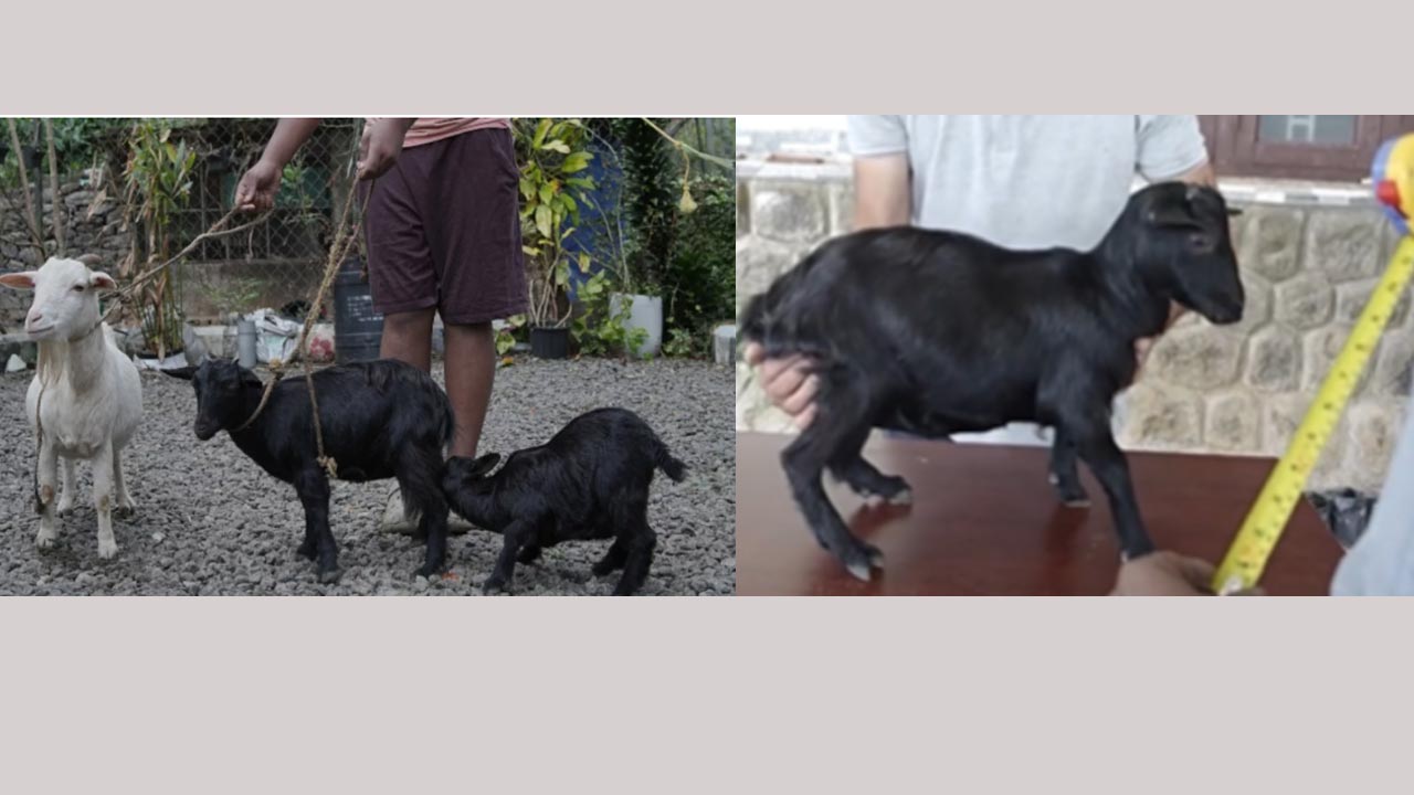 Kerala: ప్రపంచంలోనే అతి చిన్న మేక.. ఎత్తు 1 అడుగు 3 అంగుళాలు మాత్రమే.. గిన్నిస్ బుక్ లో నమోదు