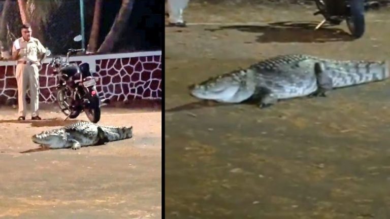 Crocodile In College: ఐఐటీ బాంబే క్యాంపస్‌లో మొసలి కలకలం