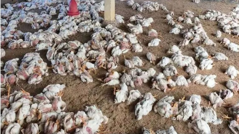 Medak District: ఉమ్మడి మెదక్ జిల్లాలో అంతుచిక్కని వ్యాధితో కోళ్ల మృత్యువాత