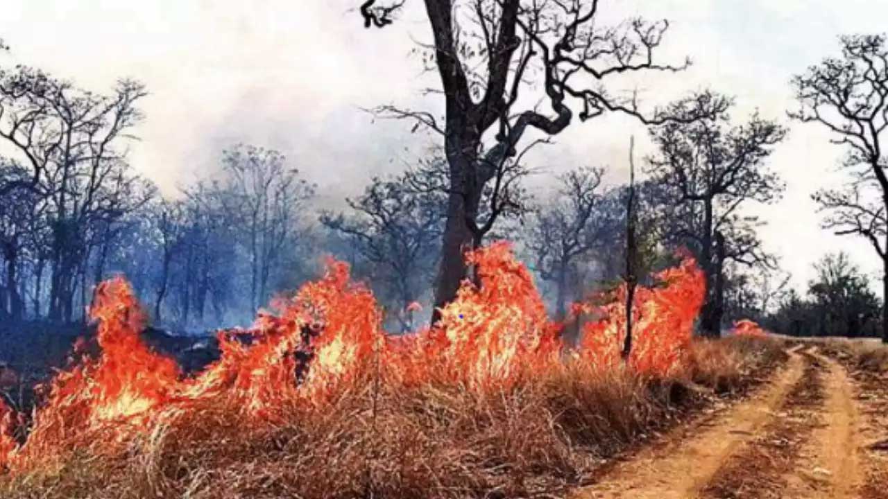 Forest Fires in Mulugu District: Devastating Impact on Wildlife and Environment