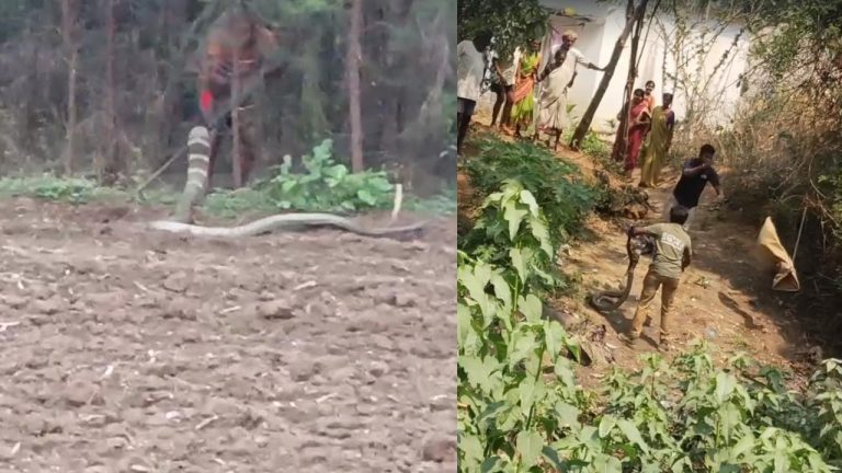 Anakapalle: 15 అడుగుల గిరినాగు.. హడలిపోయిన ప్రజలు