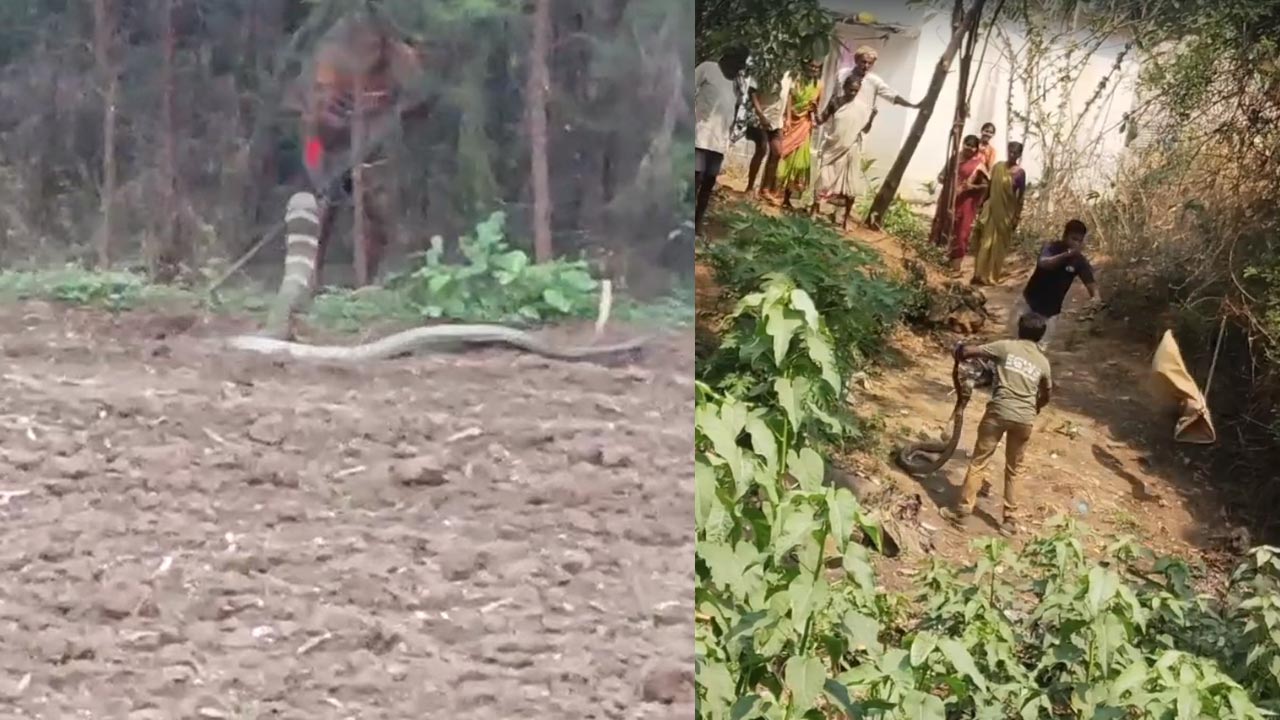 Anakapalle: 15 అడుగుల గిరినాగు.. హడలిపోయిన ప్రజలు