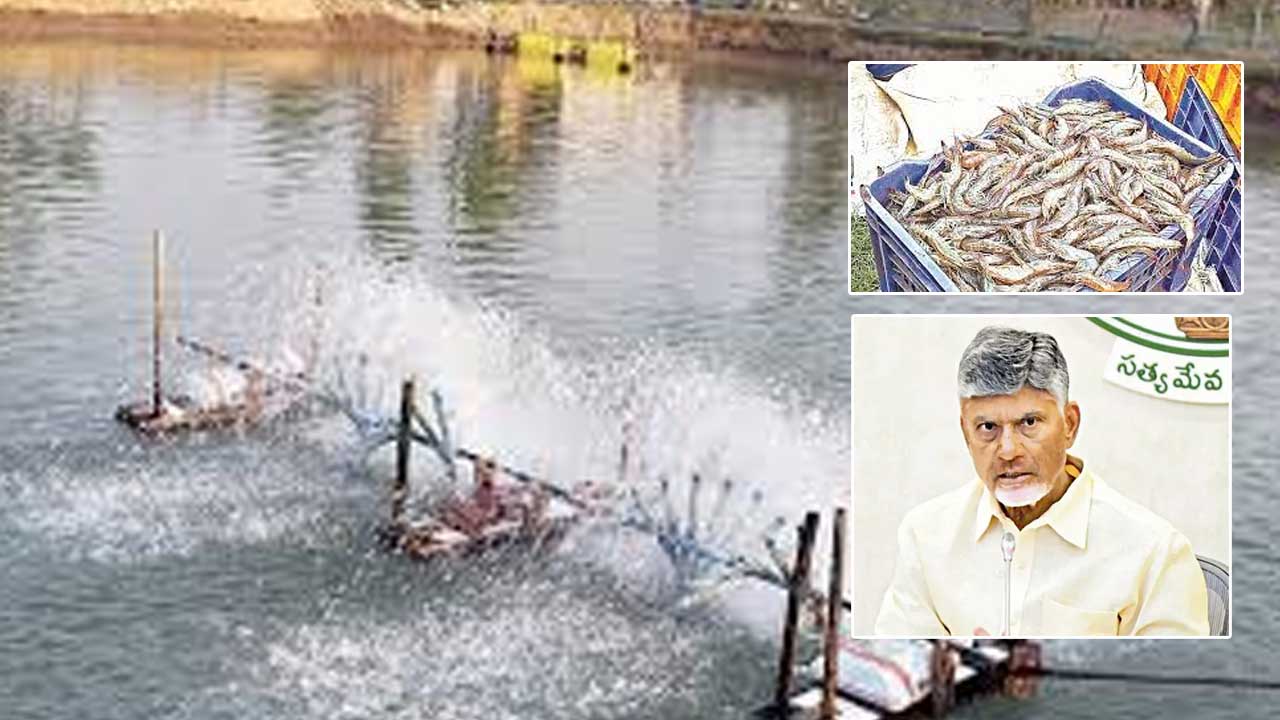 Aqua: ట్రంప్‌ నిర్ణయంతో ఆక్వా రంగం కుదేలు.. కేంద్రానికి చంద్రబాబు లేఖ..