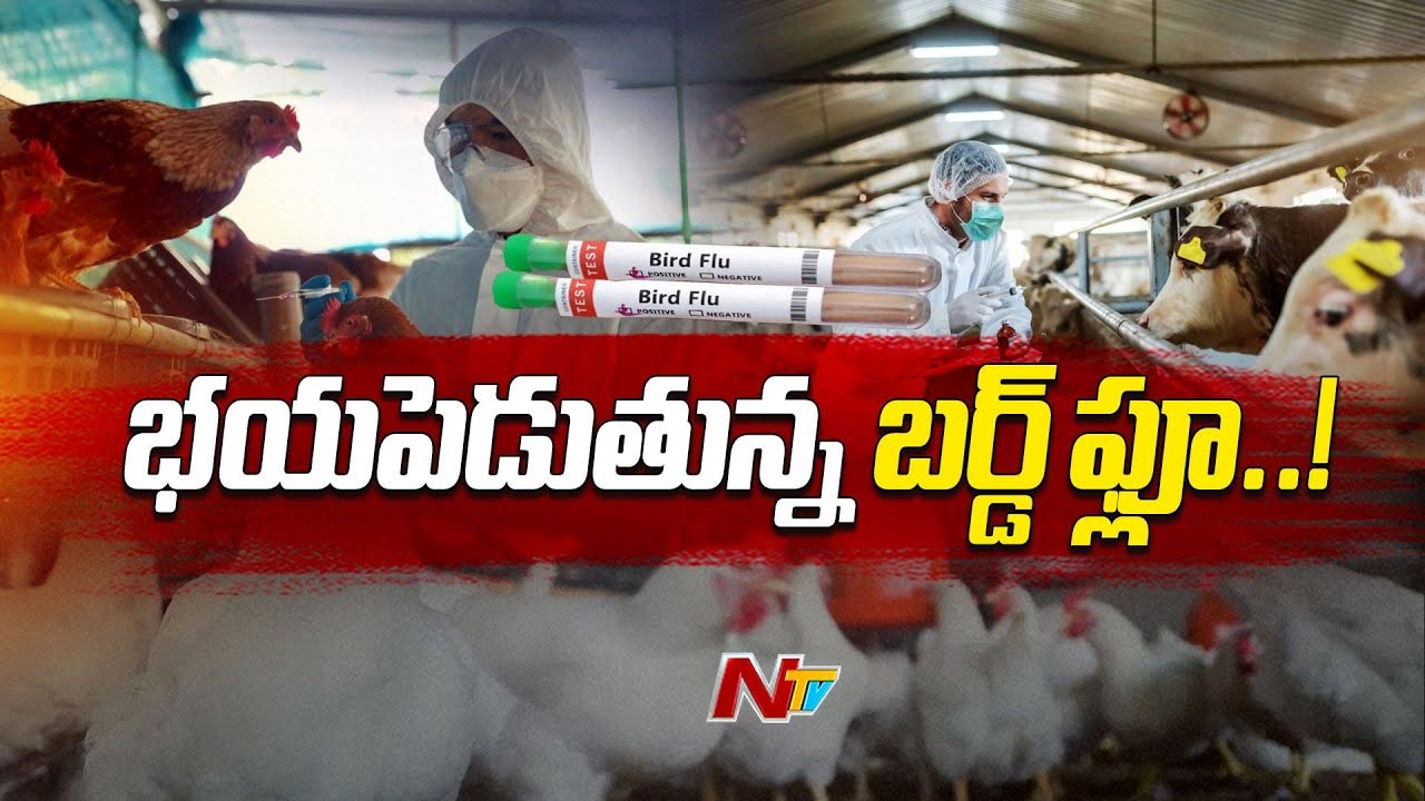 Bird flu: సిద్దిపేట జిల్లాలో బర్డ్‌ఫ్లూ కలకలం.. అధికారులు అలర్ట్