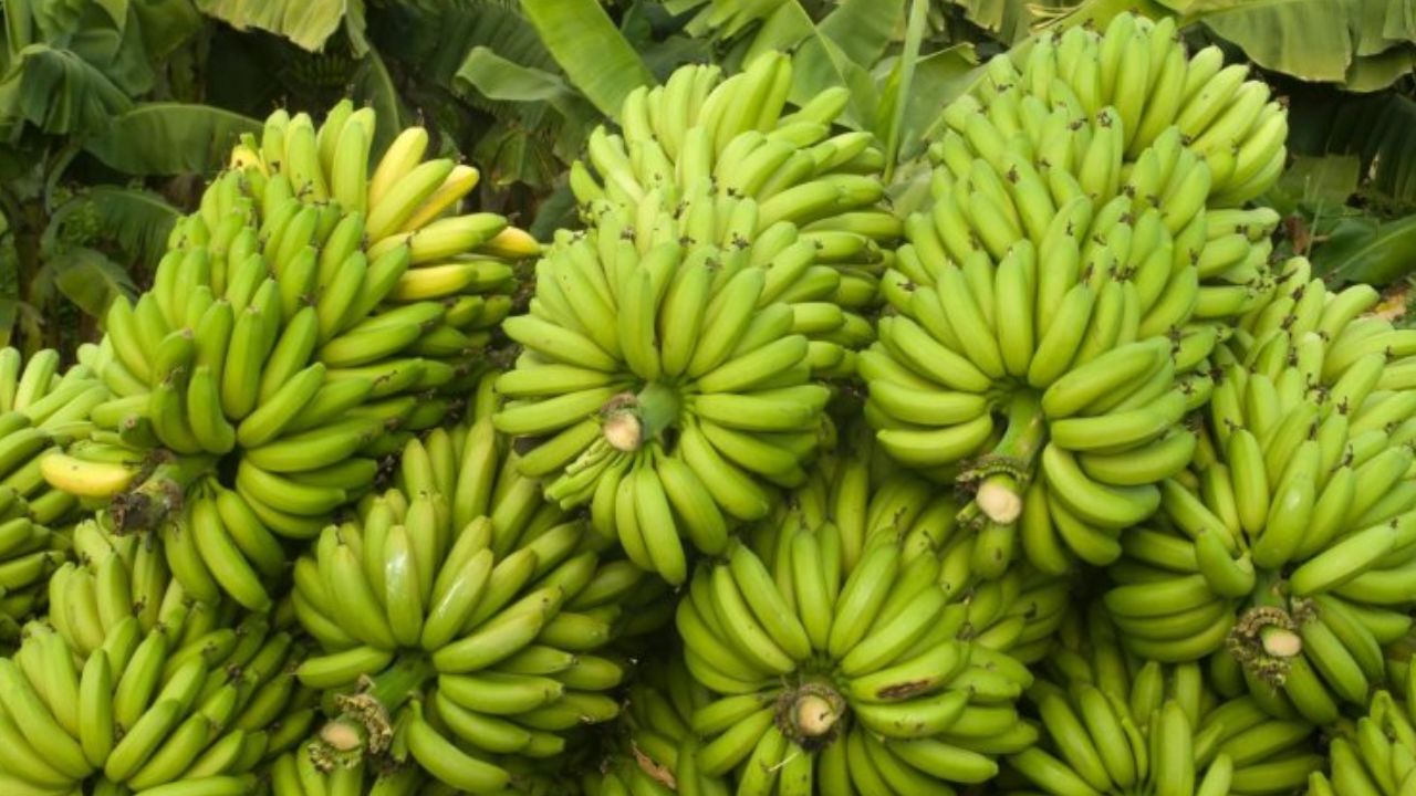Banana Price: అరటి ధరలకు రెక్కలు.. ఎన్నడూలేనంతగా అత్యధిక ధర! ఐదు నెలల పాటు నో డోకా