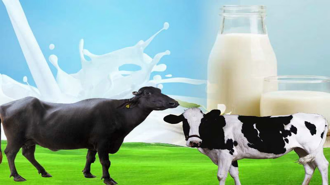 Buffalo Milk vs Cow Milk: గేదె పాలా లేక ఆవు పాలా..? ఏవి తాగితే ఎక్కువ ప్రయోజనం.!
