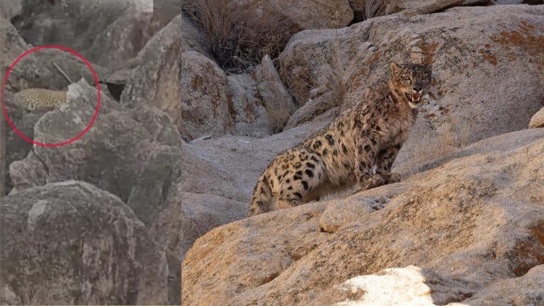 Leopard: సిద్దుల గుట్టలో చిరుత సంచారం.. భయాందోళనలో స్థానికులు