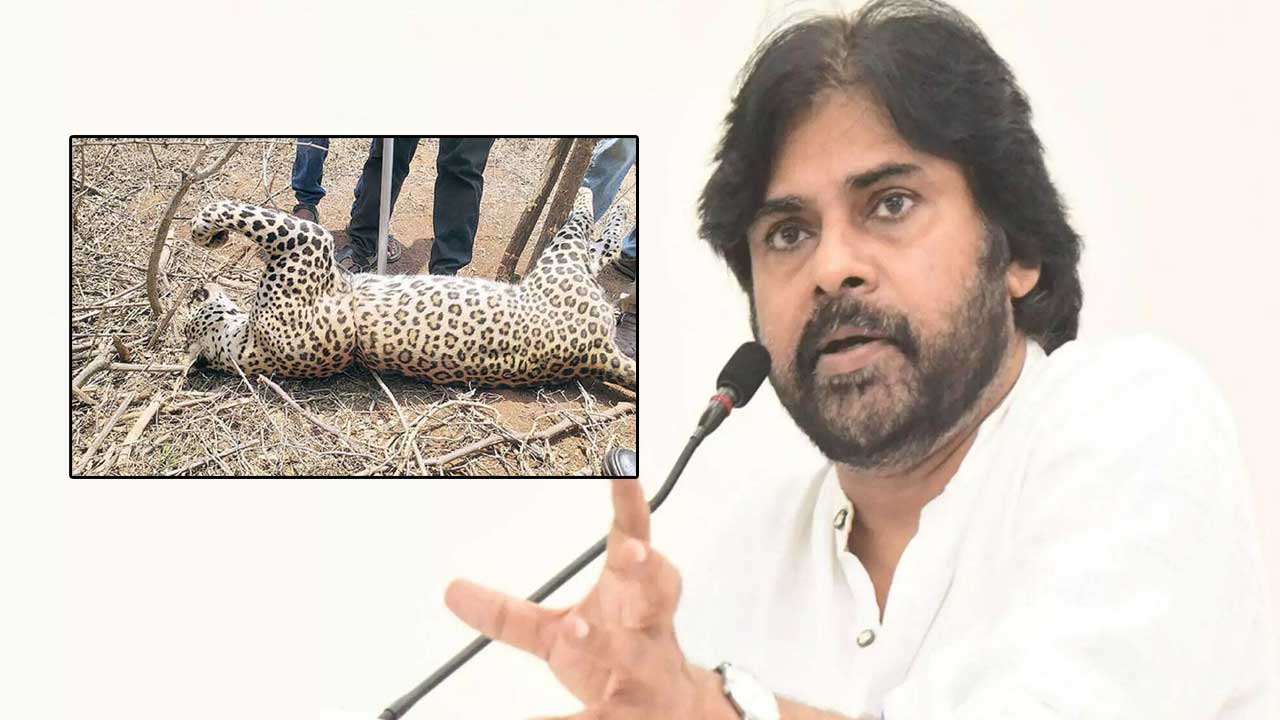 Deputy CM Pawan Kalyan: వేటగాళ్ల ఉచ్చులో పడి చిరుత మృతి.. పవన్‌ కల్యాణ్‌ కీలక ఆదేశాలు..