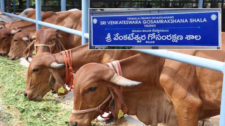 TTD: గోశాలలో గోవుల మృతిపై స్పందించిన టీటీడీ..