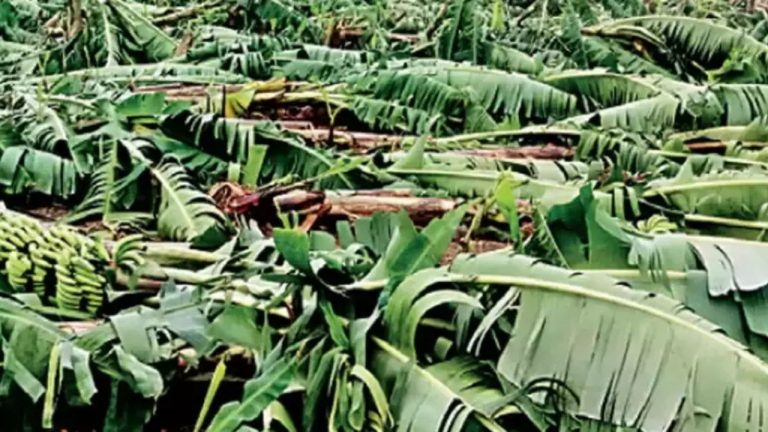 Banana Cultivation: రైతులకు వెంటనే ఇన్‌పుట్ సబ్సిడీ, బీమా ఇవ్వాలి: వైఎస్ అవినాష్ రెడ్డి