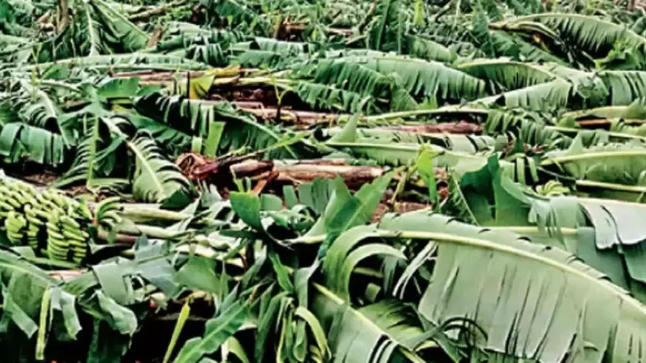 Banana Cultivation: రైతులకు వెంటనే ఇన్‌పుట్ సబ్సిడీ, బీమా ఇవ్వాలి: వైఎస్ అవినాష్ రెడ్డి