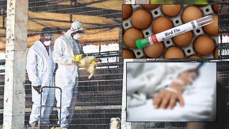 bird Flu: ఏపీలో తొలి బర్డ్‌ఫ్లూ మరణం.. రంగంలోకి కేంద్రం..