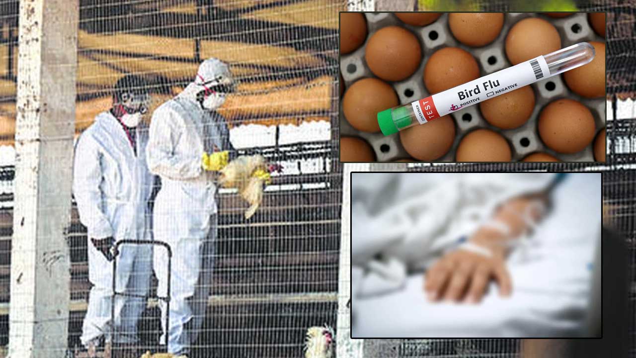 bird Flu: ఏపీలో తొలి బర్డ్‌ఫ్లూ మరణం.. రంగంలోకి కేంద్రం..
