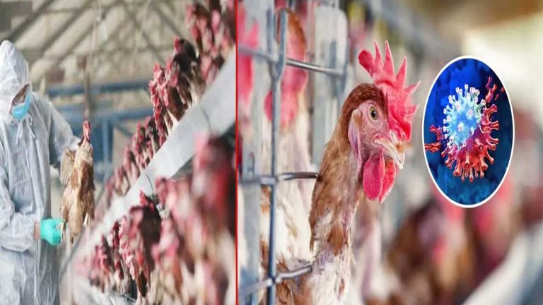 Bird Flu Virus: పల్నాడులో బర్డ్ ఫ్లూ కలకలం.. రీజనల్ సర్వేలెన్స్ సెంటర్ ఏర్పాటు