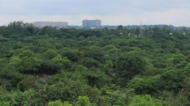 Kancha Gachibowli: కంచ గచ్చిబౌలి భూములపై సీఈసీ కీలక నివేదిక.. పర్యావరణ పరిరక్షణకు మద్దతు