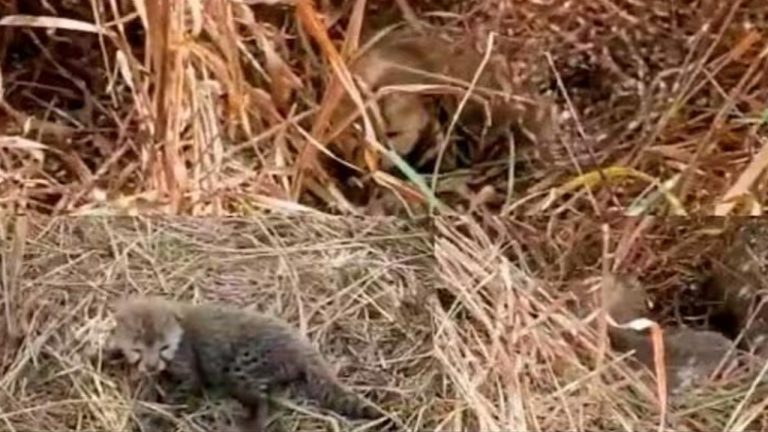 Madhya Pradesh: కునో నేషనల్ పార్క్ లో 5 పిల్లలకు జన్మనిచ్చిన చిరుత నిర్వా