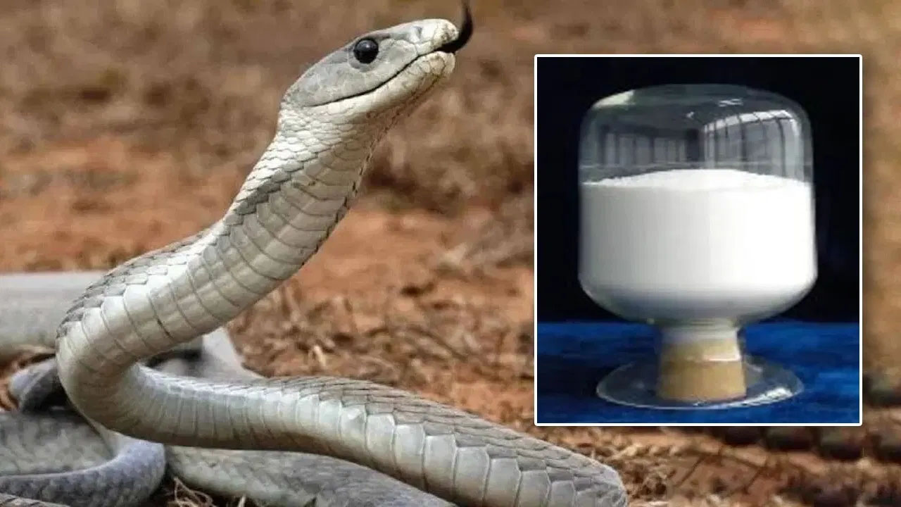 Snakebite Treatment: విరుగుడు వచ్చేసిందోచ్.. పాము కాటుకు ఇంట్లోనే చికిత్స!