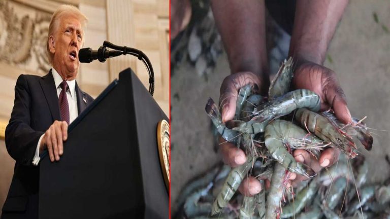 Trump Tax Effect On Prawns: సముద్రపు రొయ్యలపై పెద్దగా ప్రభావం చూపని ట్రంప్ ట్యాక్స్..