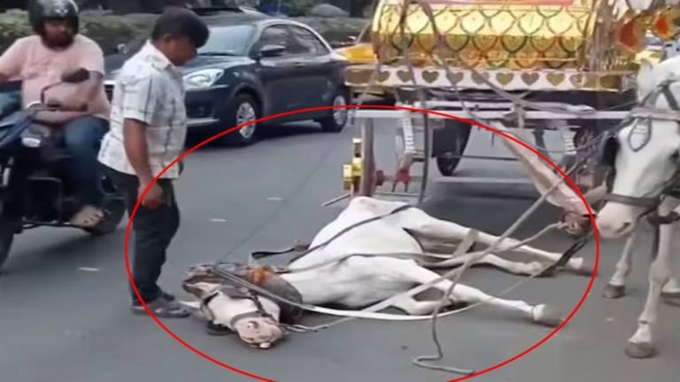 Kolkata: మూగజీవంపై అమానుషం.. గుర్రం యజమానిపై కేసు